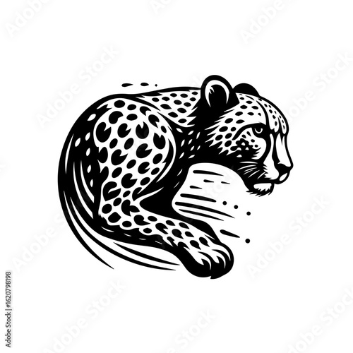 A cheetah crouching isolated on white background, ready to pounce on its prey