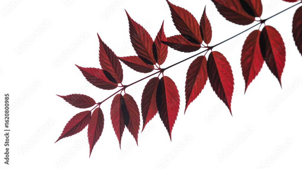 Obraz premium Branch of serrated deep red leaves contrasts sharply on white background