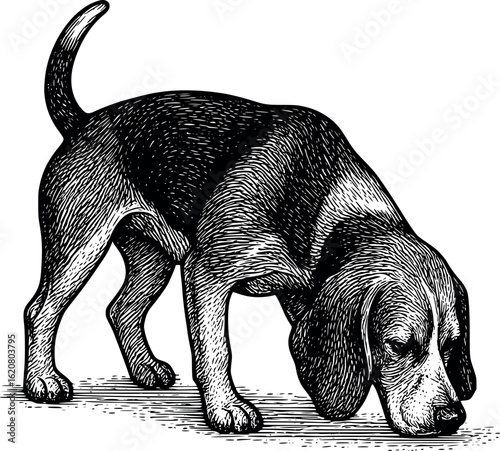 Engraved beagle sniffing ground with long ears hanging and curved back, line-dense shading, vector-friendly, isolated on white