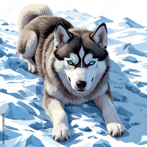 Isometric vector husky lying in snow patch with icy blue eyes, thick fur, vector-friendly, isolated on white