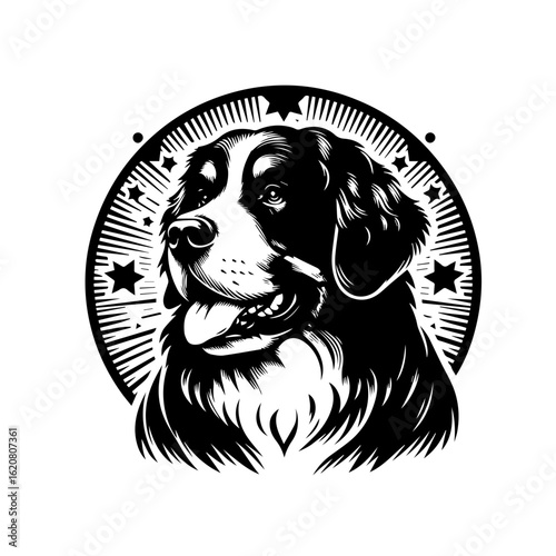Bernese mountain dog head portrait isolated on white background