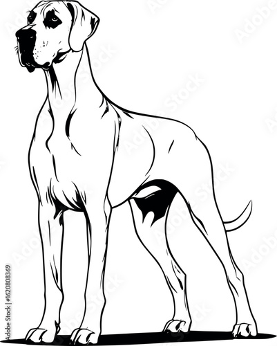 Line art vector of great dane tall and elegant, straight legs and long muzzle, vector-friendly, isolated on white