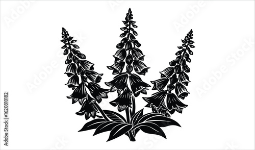 Black and white illustration of three foxglove plants with bell shaped flowers
