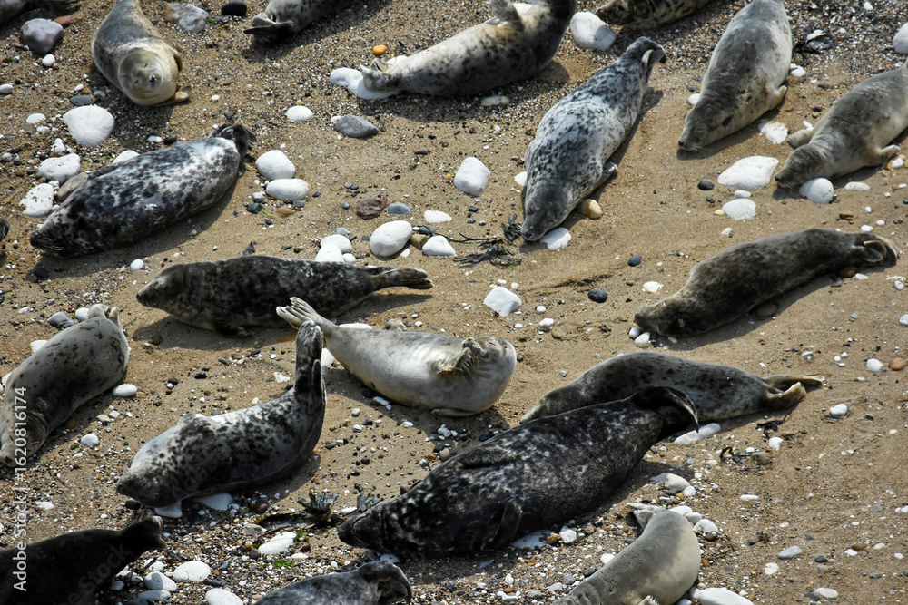 Obraz premium A herd of seals at Flamborough, UK