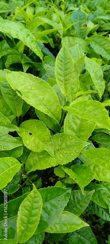 Wallpaper Mural Close-up of Lush green tea plantation in Munnar, Kerala, during the monsoon season, with fresh tea leaves, misty hills, and tall trees in a serene, rain-kissed landscape. Torontodigital.ca