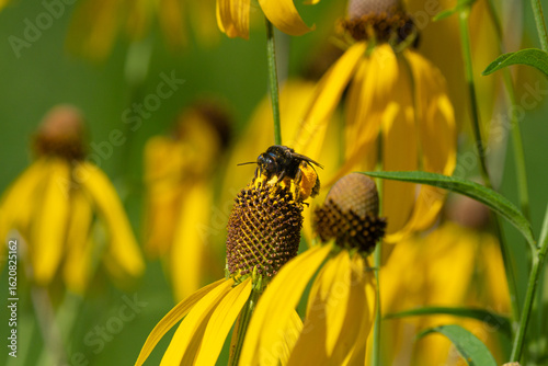 A Bee Pollinating Yellow Wildflowers in the Sun
