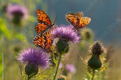 Three  Butterflies share a flower in the meadow