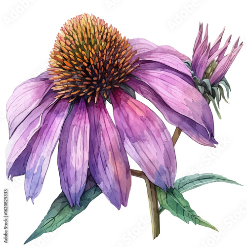 watercolor of Coneflower Flower, vector, isolated on a white background.