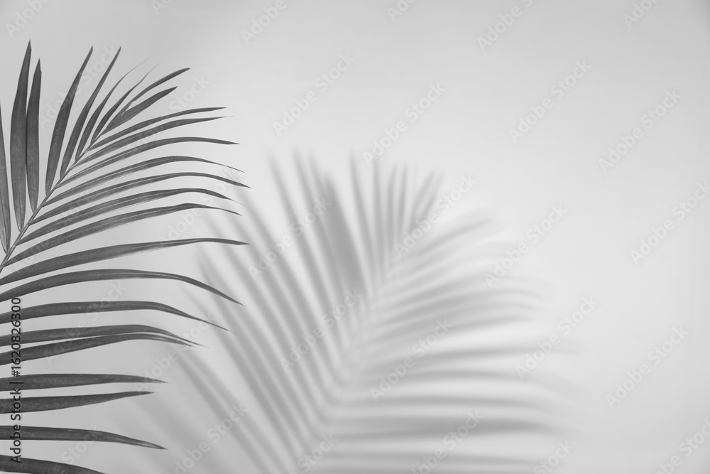 Fototapeta premium Tropical palm branch casting shadow on white wall. Black and white toning