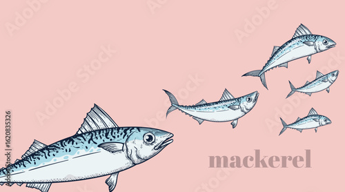 Set of mackerel fish. A school of fish on a pink background. Seafood restaurant retro hand drawn design template. Vector illustration.