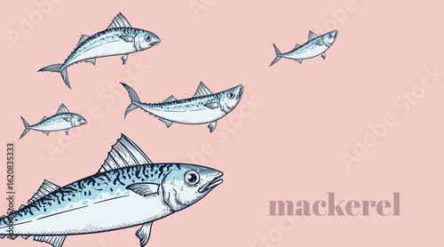 Set of mackerel fish. A school of fish on a pink background. Seafood restaurant retro hand drawn design template. Vector illustration.