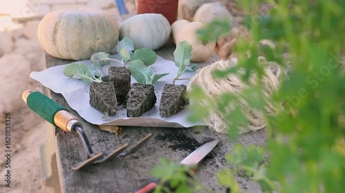 Broccoli seedlings, pumpkins, and tools on top of an old wooden board