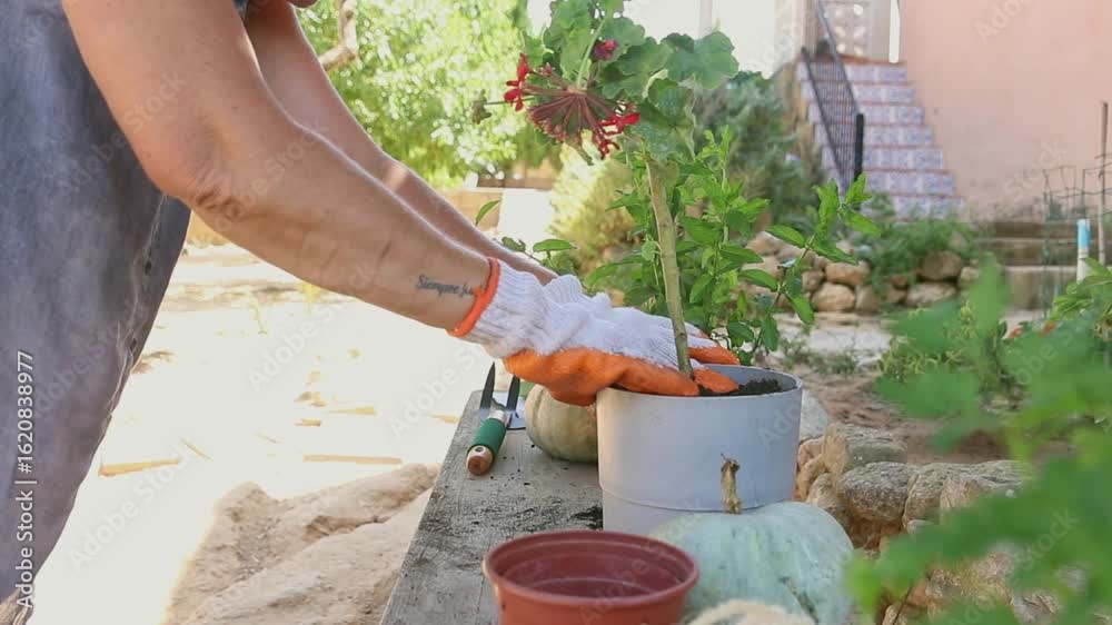 Woman with gloves transplanting a geranium into a larger pot