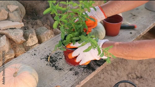 Woman with gloves transplanting a mint plant into a larger pot