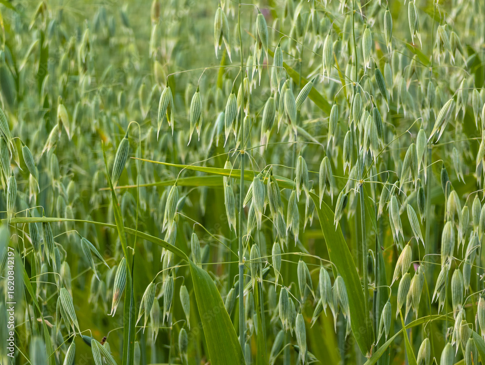 Obraz premium Oats in the field
