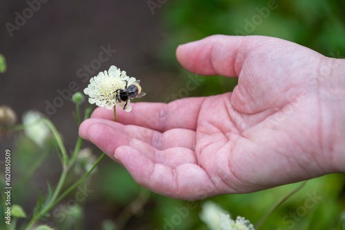 A black and white bee in a giant scabious (Cephalaria gigantea) flower head, being held by a hand.