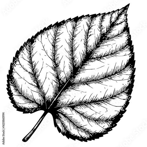 Vintage sketch of a leaf with detailed texture and veins  