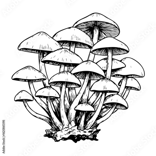 Vintage sketch of a cluster of mushrooms  