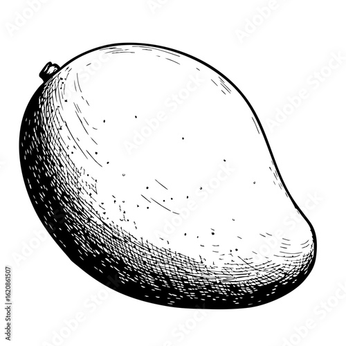 Vintage sketch of a mango in detailed black and white illustration  