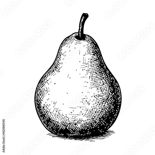 Vintage sketch of a pear fruit on a white background  