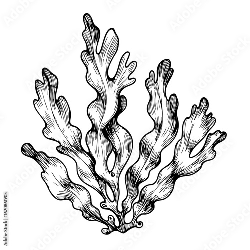 Vintage sketch of seaweed with intricate details and texture  