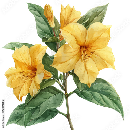 Balsam Flower, watercolor vector, isolated on a white background.