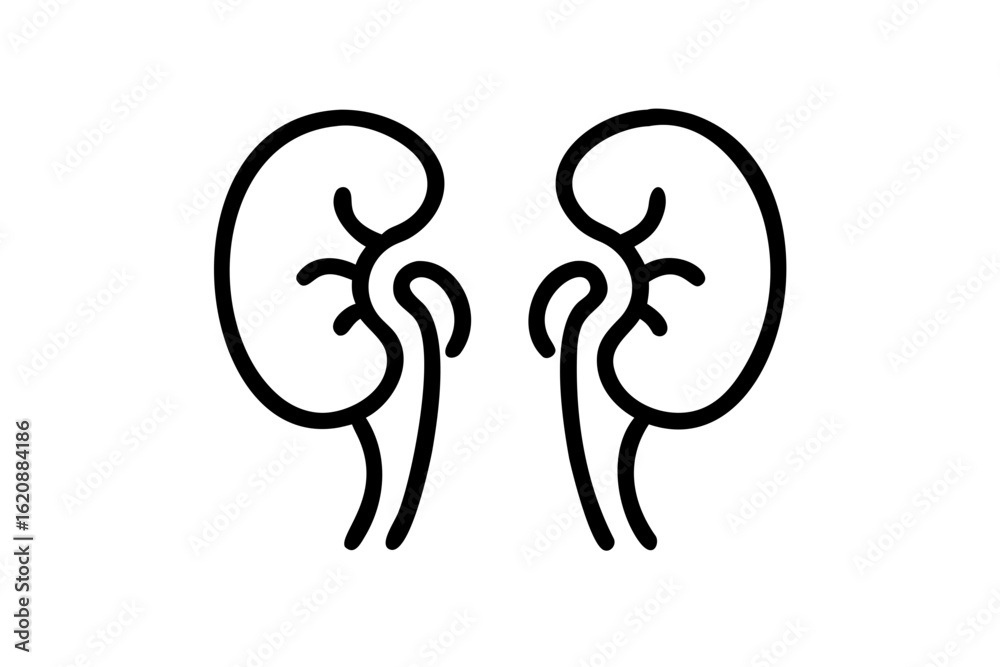 kidneys silhouette on a white background kidneys silhouette on a white background