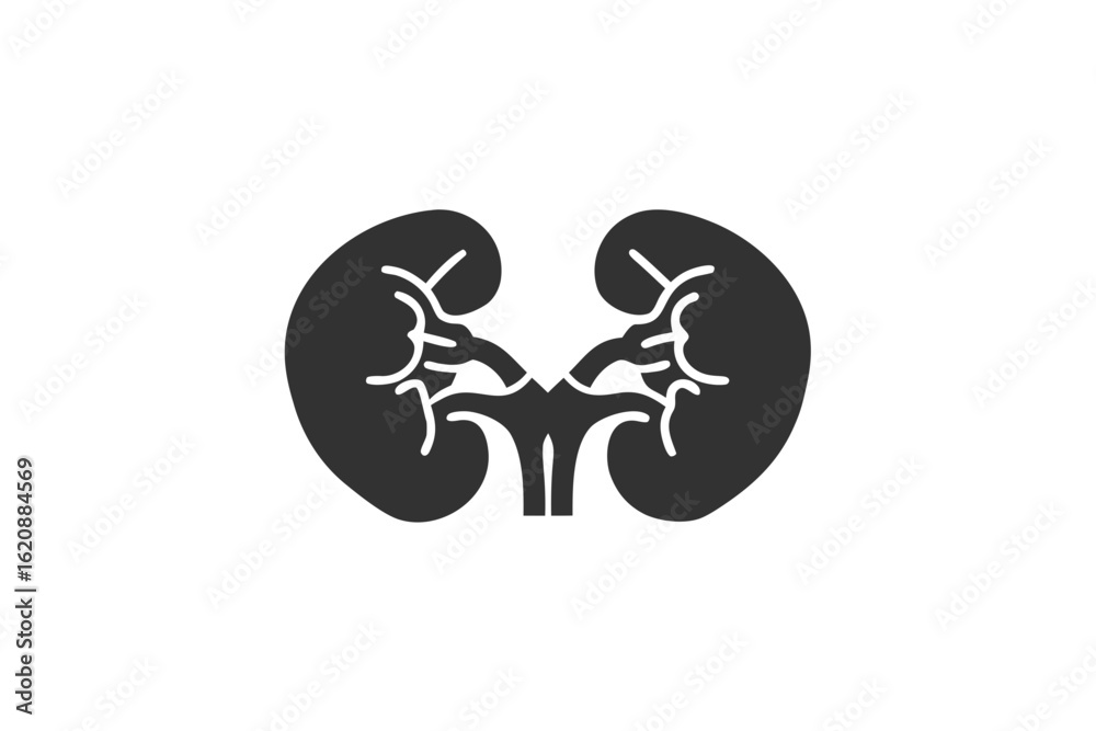 Fototapeta premium kidneys silhouette on a white background