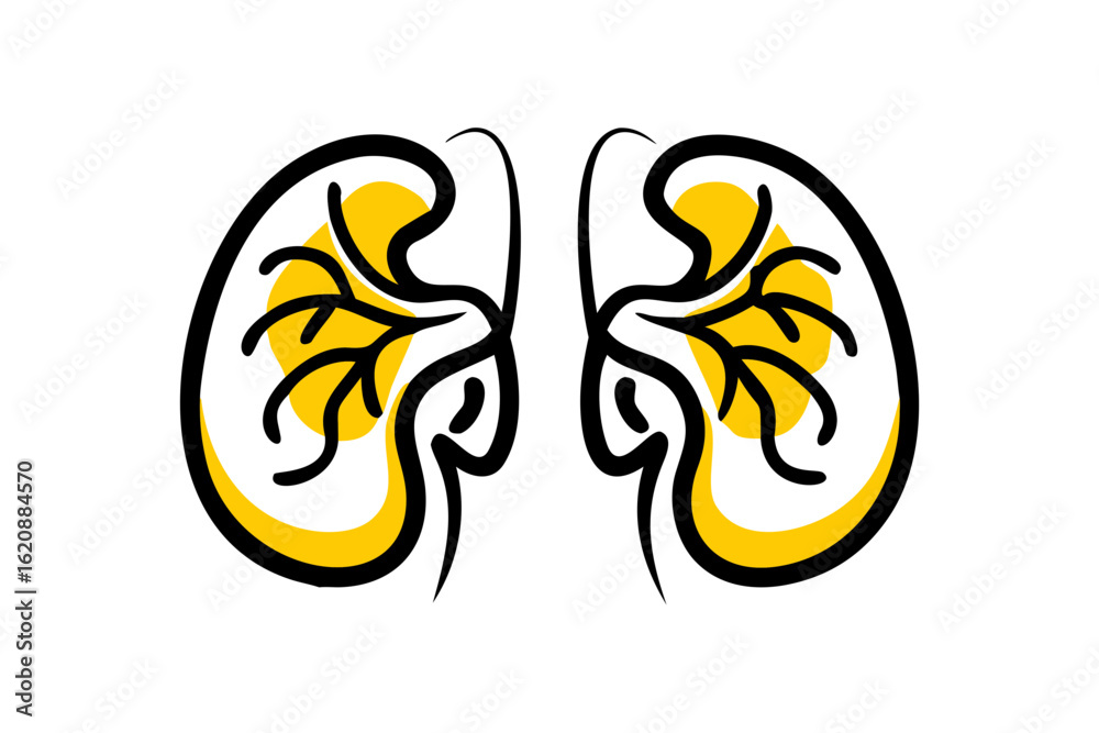 Obraz premium Colorful cartoon vector illustrations kidneys, a part of human