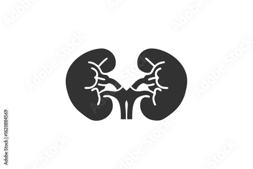 kidneys  silhouette on a white background