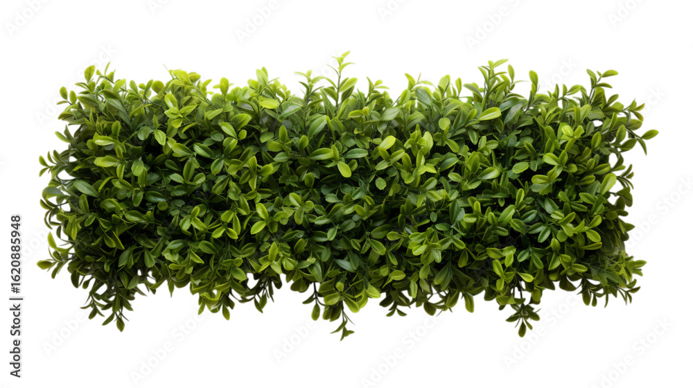 Obraz premium Lush green foliage bush with dense leaves creating a vibrant natural border for design