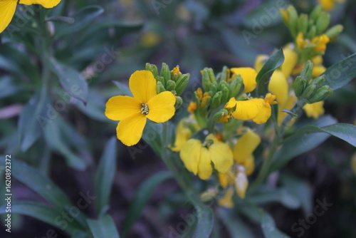 Erysimum cheiri yellow