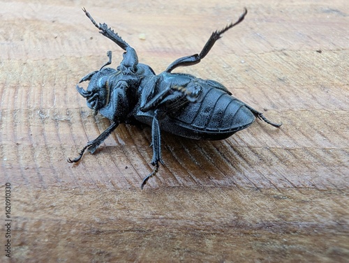 Close encounter with an intriguing black beetle on a wooden surface in a serene outdoor setting during a sunny afternoon