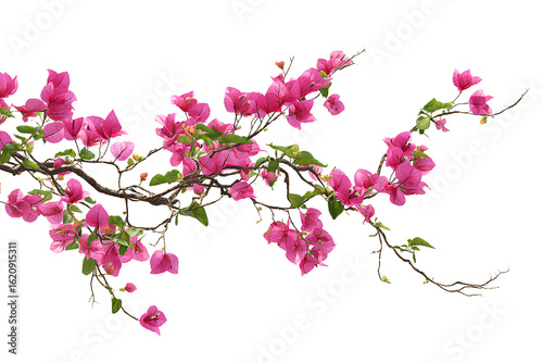 Branch of vibrant pink bougainvillea flowers isolated on transparent background.