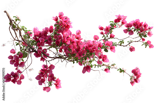 Vibrant pink bougainvillea flowers on a branch isolated on transparent background.