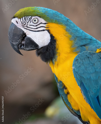 Macaw parrot