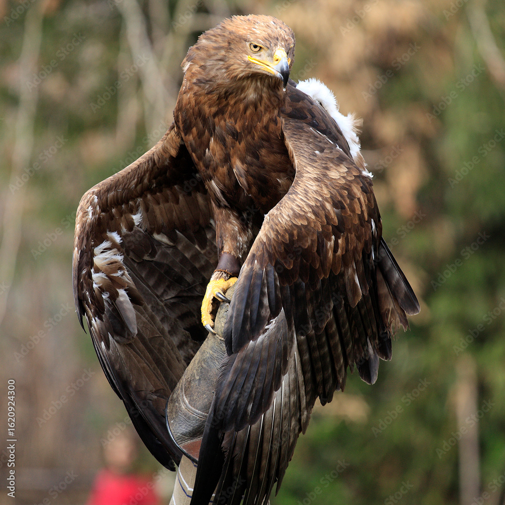 Obraz premium Close-up Portrait of a Golden Eagle with Intense Gaze