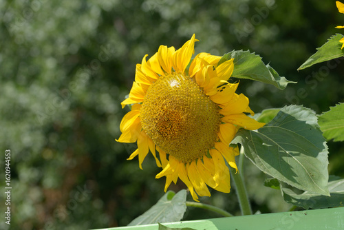 close-up of a common sunflower or Helianthus annuus on a defocused scenic green background in summer