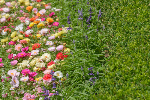 boxwood hedge, purple salvia, and moss rose (portulaca grandiflora), a popular succulent annual flower, with bright jewel-like flowers in a sunny garden
