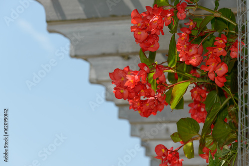 sky and trellis with hanging basket with coral red begonia flowers and leaves
