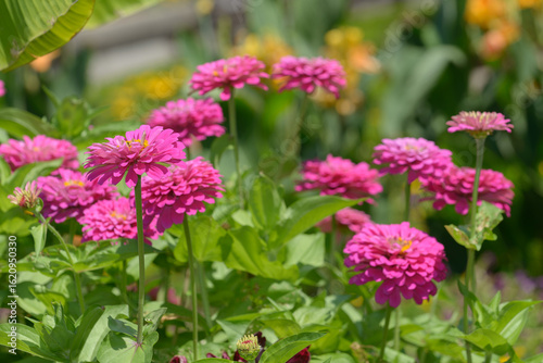 selective focus on double pink zinnia flowers in an outdoor garden