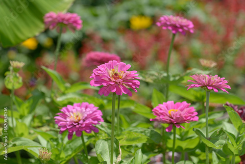 close-up of double-pink zinnias in bloom at an outdoor garden