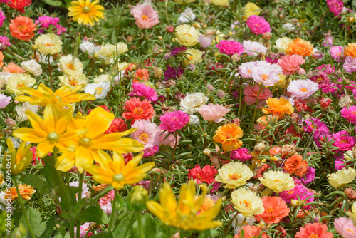 gloriosa daisy and moss rose or portulaca grandiflora in a bright sunny outdoors summer garden