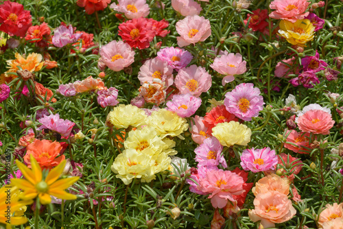 moss rose or portulaca grandiflora in a bright sunny outdoors summer garden
