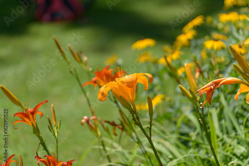 orange day lilies on a defocused lawn background with space