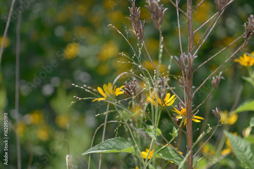 wildflowers dried seed stalks and grasses in summer