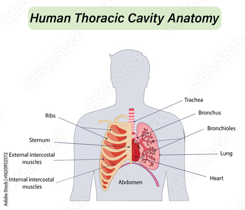 Human Thoracic Cavity Anatomy with Lungs and Heart in a Cutaway View of the Rib Cage. Medical Vector Illustration