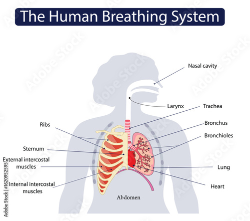 Human breathing system Showing Lungs, Heart, Trachea, Bronchi, Ribs, and Sternum. medical diagram poster presentation