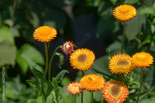 Xerochrysum bracteatum or strawflowers isolated on a darkish background during the day in summer