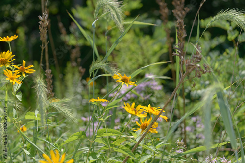 wildflowers on a summer day